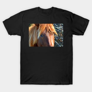 Assateague Pony Eyes T-Shirt